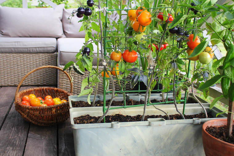 DIY: Gemüsebeet für Zuhause