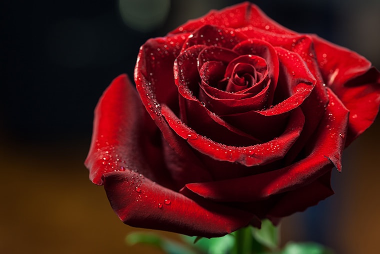 Heute ist: Tag der roten Rose