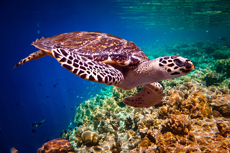 Erstaunliche Tiere: Wir feiern den Weltschildkrötentag!